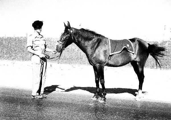 Images/1951 1LF 1950 Guard Duties  C in C residence Fayid Canal Zone637.jpg